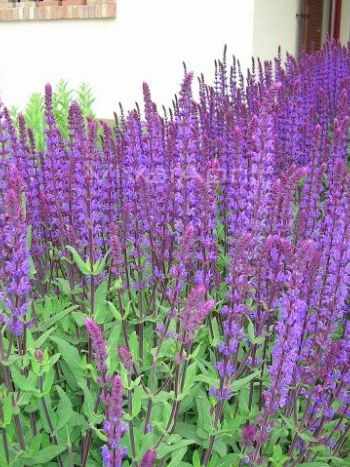 Salvia Nemorosa Caradonna