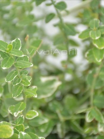 Euonymus for. 'Emerald Gaiety' VP24