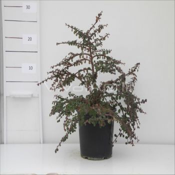 Cotoneaster procumbens 'Queen of Carpets' VP17