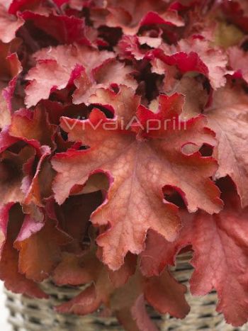 Heuchera  Cranberry