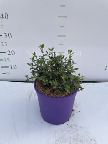 Foto in tempo reale della pianta