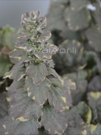 Ajuga rep. 'Burgundy Glow' VP18
