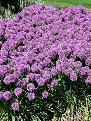 Allium . 'Serendipity'