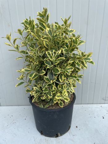 Foto in tempo reale della pianta