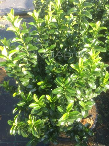 Euonymus 'Microphyllus' verde VP18