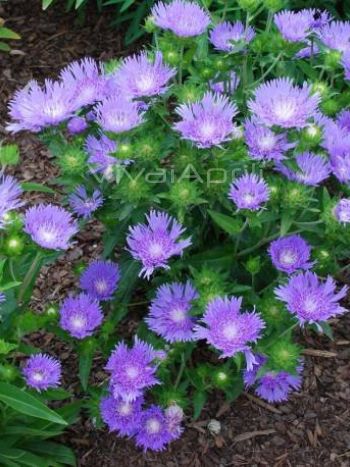 Stokesia laevis 'Peachie's Pick'