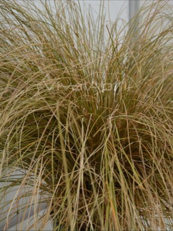 Carex com. 'Bronze Form' VP18