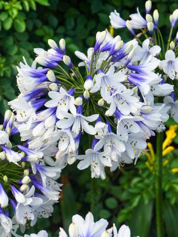 Agapanthus twister 