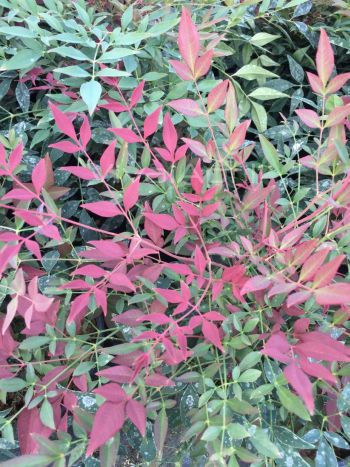 Nandina dom. 'Gulf Stream Rubra' VP18