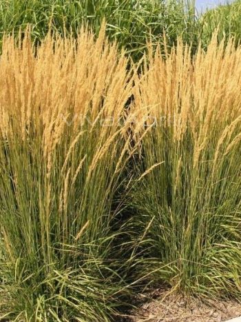 Calamagrostis acutiflora  'Overdam'