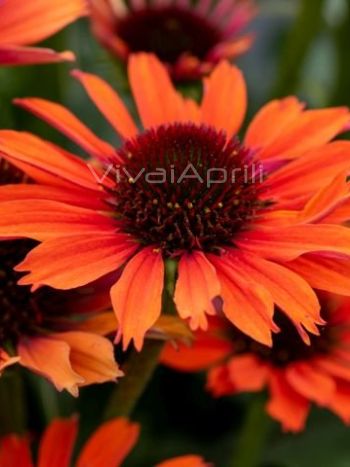 Echinacea  purpurea 'Orange Pearl'