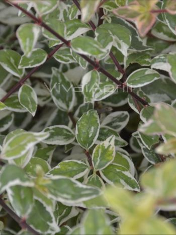 Abelia grandiflora 'Magic Daydream' VP19