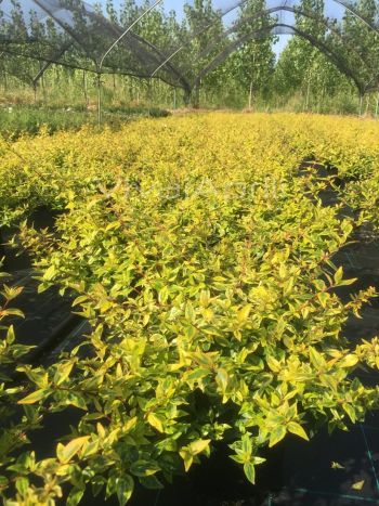 Abelia gra. 'Kaleidoscope' VP18