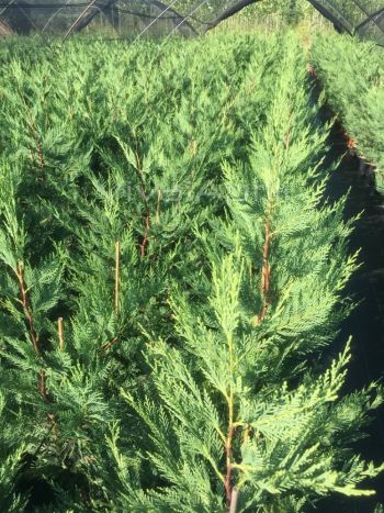 Cupressocyparis leylandii VP18