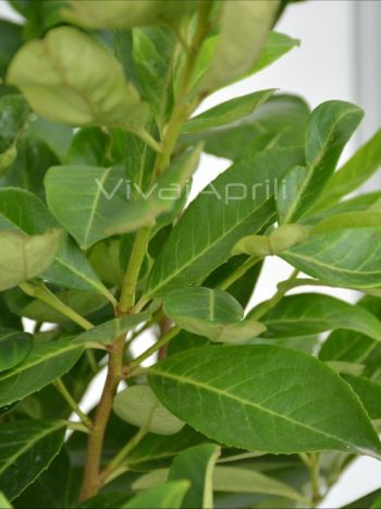 Prunus lauroc. 'Rotundifolia' VP20