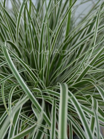 Carex oshim. 'Everest'