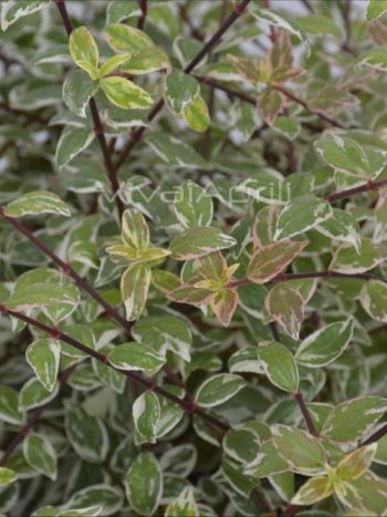 Abelia grandiflora 'Magic Daydream' VP19
