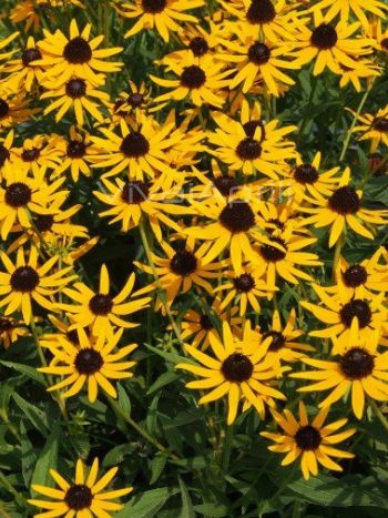 Rudbeckia . 'Little Goldstar'