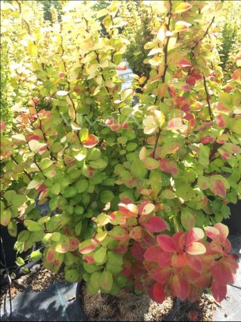 Berberis thu. 'Maria' VP18