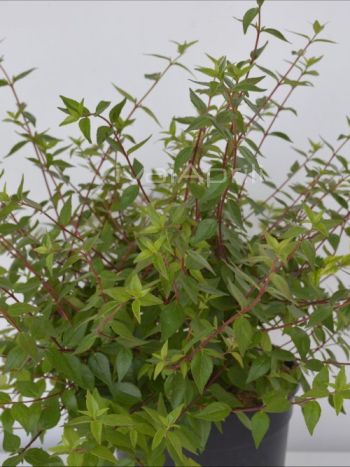 Abelia gra. 'Little Beauty' VP18