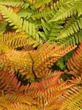 Dryopteris Erithrosora Autumn