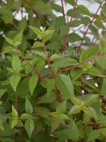 Abelia gra. 'Little Beauty' VP18