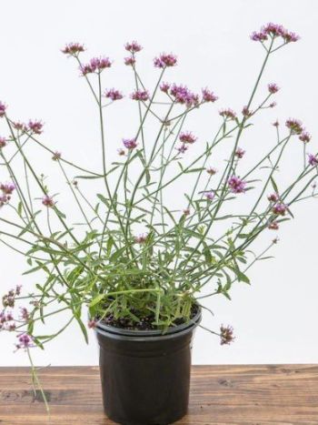 Verbena Bonariensis Lollipop