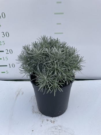 Foto in tempo reale della pianta