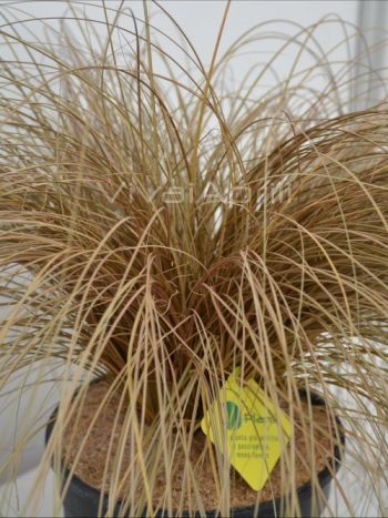 Carex com. 'Bronze Form' VP18