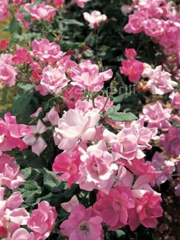 Rosa . 'Knock Out Pink'