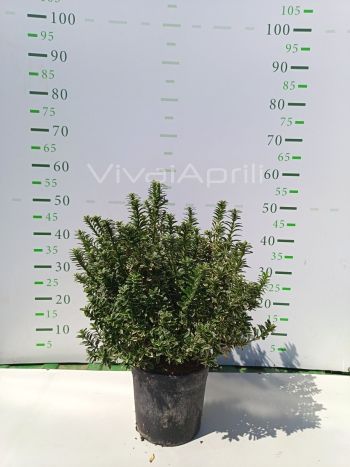 Foto in tempo reale della pianta