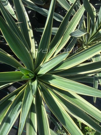 Yucca gloriosa 'Variegata' VP18