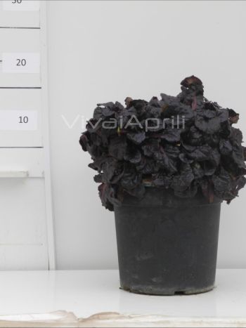 Ajuga reptans 'Black Scallop' VP19