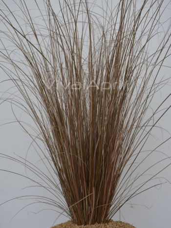 Carex buch. 'Red Rooster' VP18
