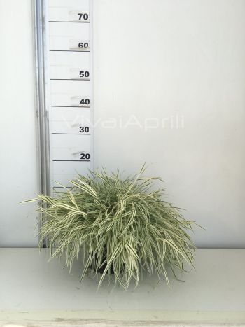 Hakonechloa m. 'Albostriata' VP18