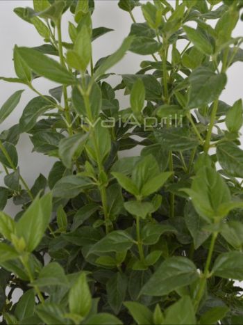 Viburnum tinus VP24
