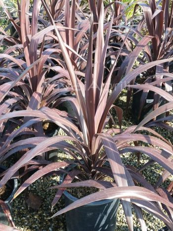 Cordyline obtecta Superstar