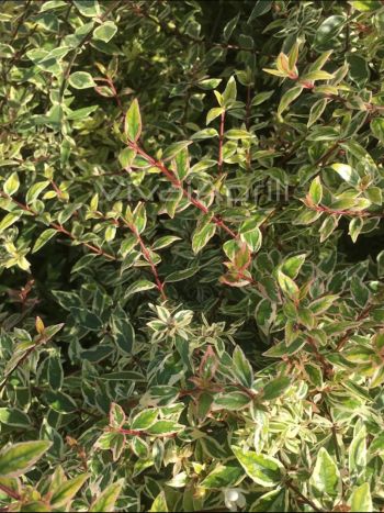 Abelia gran. varieg. bianca VP18