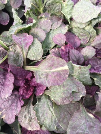 Ajuga rep. 'Sugar Plum' VP18
