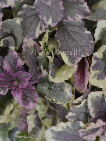 Ajuga rep. 'Sugar Plum' VP18