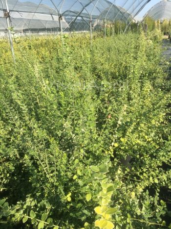Euonymus for. 'Emerald Gaiety' VP24