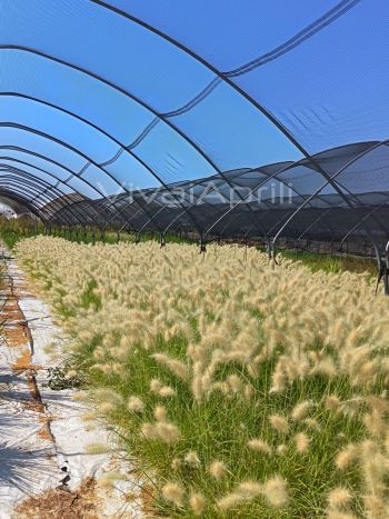 Cenchrus longisetum