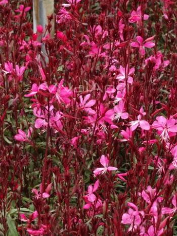 Gaura lindehimeri 'Gambit rose'