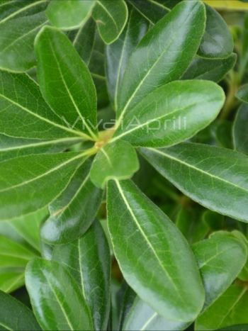 Pittosporum tobira 'Nanum' VP17