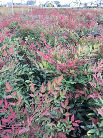 Nandina dom. 'Gulf Stream Rubra' VP18