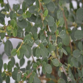 Cotoneaster proc. 'Queen of Carpets' VP17