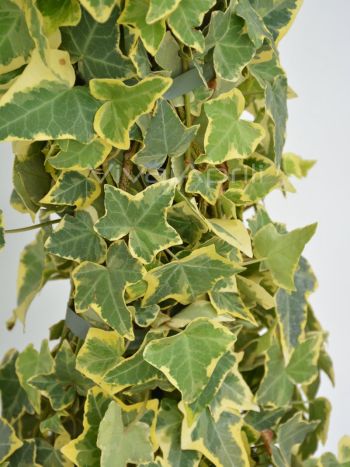 Hedera helix 'Goldchild' VP18