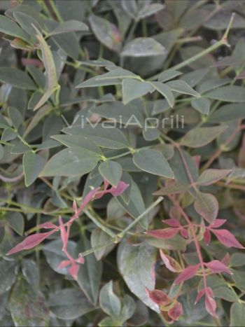 Nandina dom. 'Gulf Stream Rubra' VP24