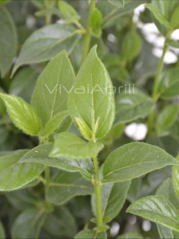 Viburnum tinus VP24