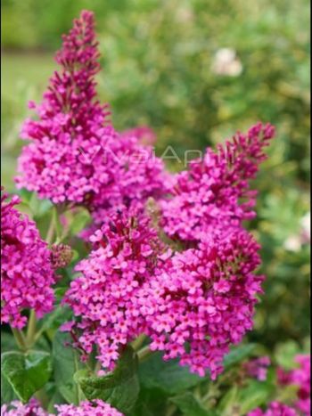 Buddleja davidii 'Butterfly Candy Little Cerise'